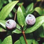 Quelle est l'odeur de la myrte ?