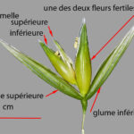 Quelle est l'origine de l'avoine ?