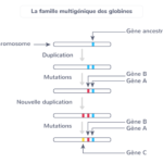 Quelle est l'origine des différences entre les individus ?