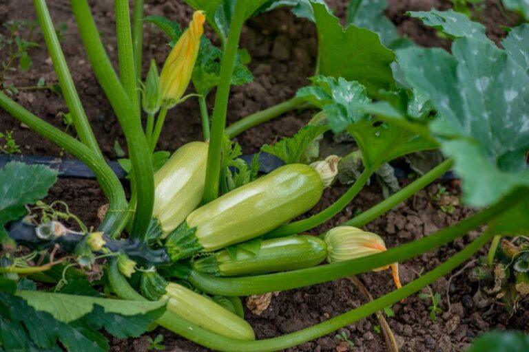 Quelle exposition pour planter des courgettes ? Quelle exposition pour planter des courgettes ?