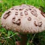 Quelle famille appartient le champignon ?