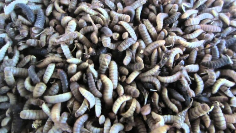 Quelle farine pour le poisson ? Quelle farine pour le poisson ?