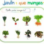 Quelle feuille de légume se mange ?