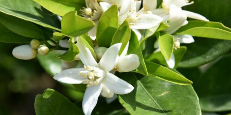 Quelle fleur d’oranger pour dormir ? Quelle fleur d'oranger pour dormir ?