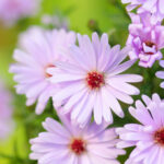 Quelle fleur vivace fleurit longtemps ?