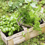 Quelle herbe aromatique avec le potiron ?