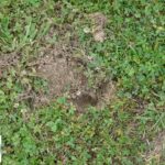 Quelle herbe dans la tartiflette ?