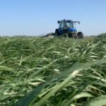 Quelle herbe pour une bolognaise ?