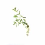 Quelle herbe se marie bien avec le butternut ?