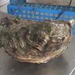 Quelle huître est la plus grosse ?