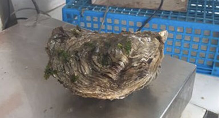 Quelle huître est la plus grosse ? Quelle huître est la plus grosse ?