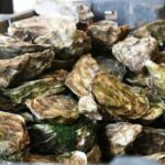 Quelle huître est la plus grosse la numéro 2 ou la numéro 4 ?