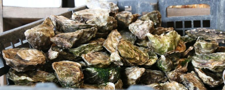 Quelle huître est la plus grosse la numéro 2 ou la numéro 4 ? Quelle huître est la plus grosse la numéro 2 ou la numéro 4 ?