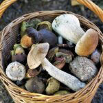 Quelle lune est favorable à la pousse des champignons ?