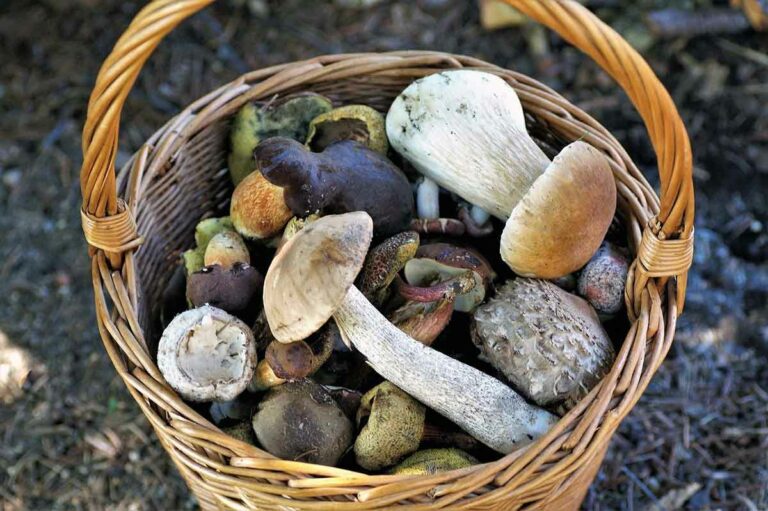 Quelle lune est favorable à la pousse des champignons ?