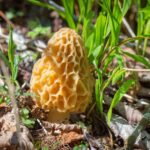 Quelle morille est toxique ?