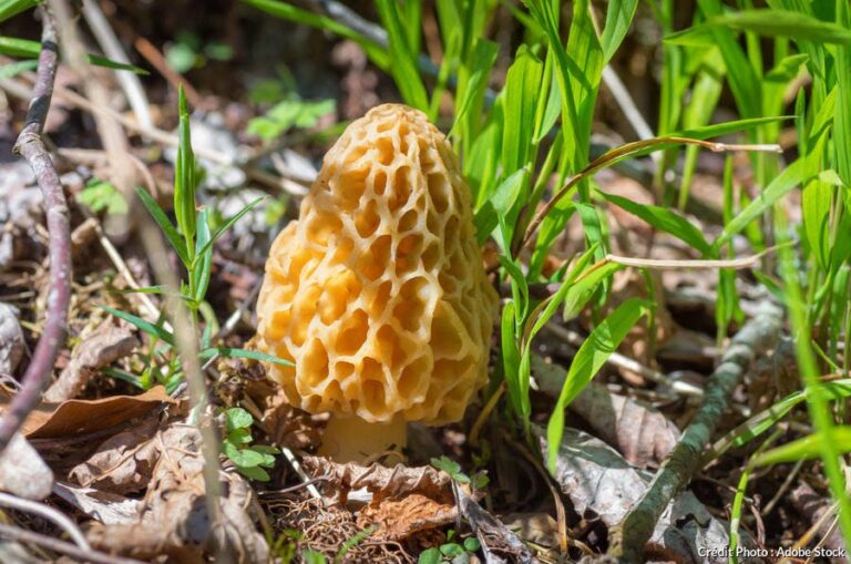 Quelle morille est toxique ? Quelle morille est toxique ?