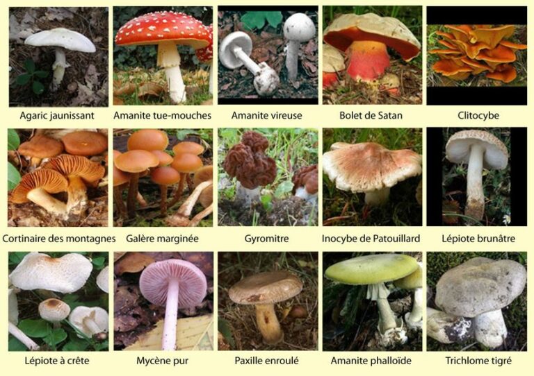 Quelle partie du champignon se mange ? Quelle partie du champignon se mange ?