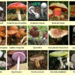 Quelle partie du champignon se mange ?