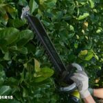 Quelle période pour couper les haies ?