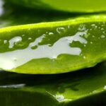 Quelle plante ne demande pas d'entretien ?