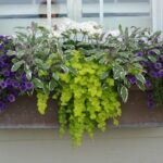 Quelle plante persistante dans jardinière ?