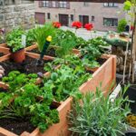 Quelle plante pour faire la Chartreuse ?