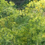 Quelle plante ressemble à l'aneth ?