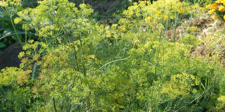 Quelle plante ressemble à l'aneth ?