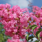 Quelle plante vivace fleurit tout l'été ?