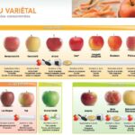 Quelle pomme choisir ?