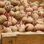 Quelle pomme de terre à le meilleur rendement ?