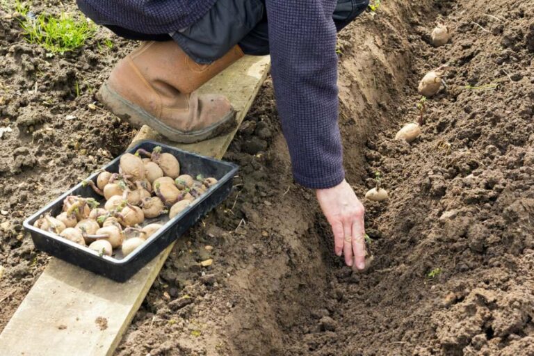 Quelle pomme de terre mettre au jardin ? Quelle pomme de terre mettre au jardin ?