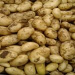 Quelle pomme de terre résiste au mildiou ?