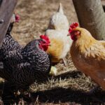 Quelle race de poule choisir pour manger ?