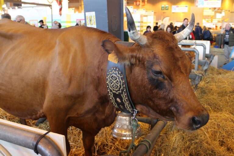 Quelle race de vache pour faire du Beaufort ?