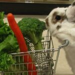 Quelle salade pour le lapin ?