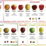 Quelle sorte de pommes pour faire de la compote ?