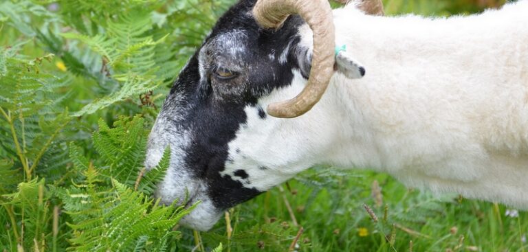 Quelle surface de terrain pour une chèvre ? Quelle surface de terrain pour une chèvre ?