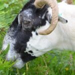 Quelle surface de terrain pour une chèvre ?