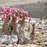 Quelle terre pour Rose du désert ?