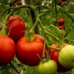 Quelle tomate a le plus de goût ?