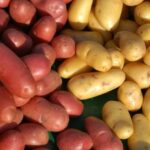 Quelle utilisation pour la pomme de terre Charlotte ?