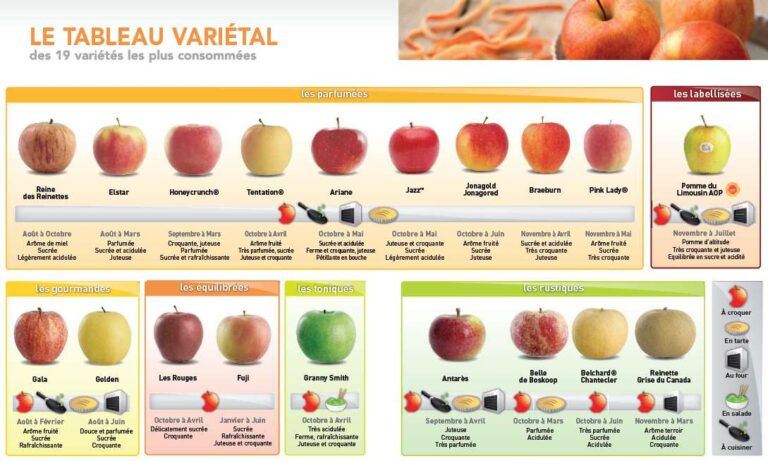 Quelle variété de pomme choisir ?