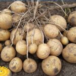 Quelle variété de pomme de terre se conserve le mieux ?