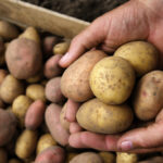 Quelle variété de pommes de terre pour faire de la purée ?