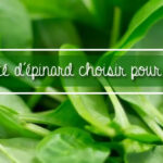 Quelle variété d'épinards semer ?