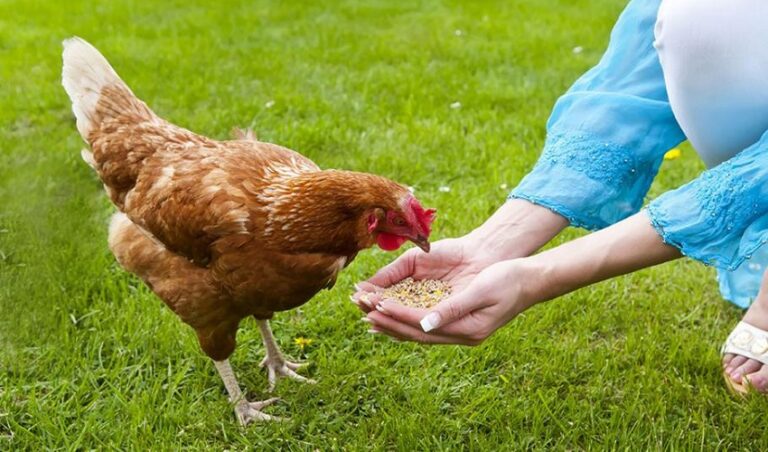 Quelle verdure pour les poules ?