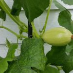 Quelles courges ne pas planter ensemble ?