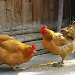 Quelles épluchures mangent les poules ?